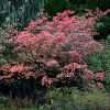 Autumn Brilliance Serviceberry #5 - Image 3